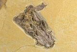 Rare Fossil Caiman (Tsoabichi) Upper Skull with Fish - Wyoming #299741-3